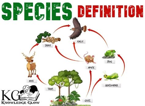 species traduction|species definition in french.